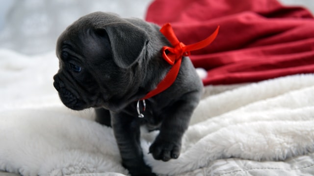 demande en mariage chien portant bague de fiançailles